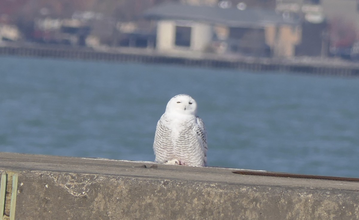 Snowy Owl - ML645693713
