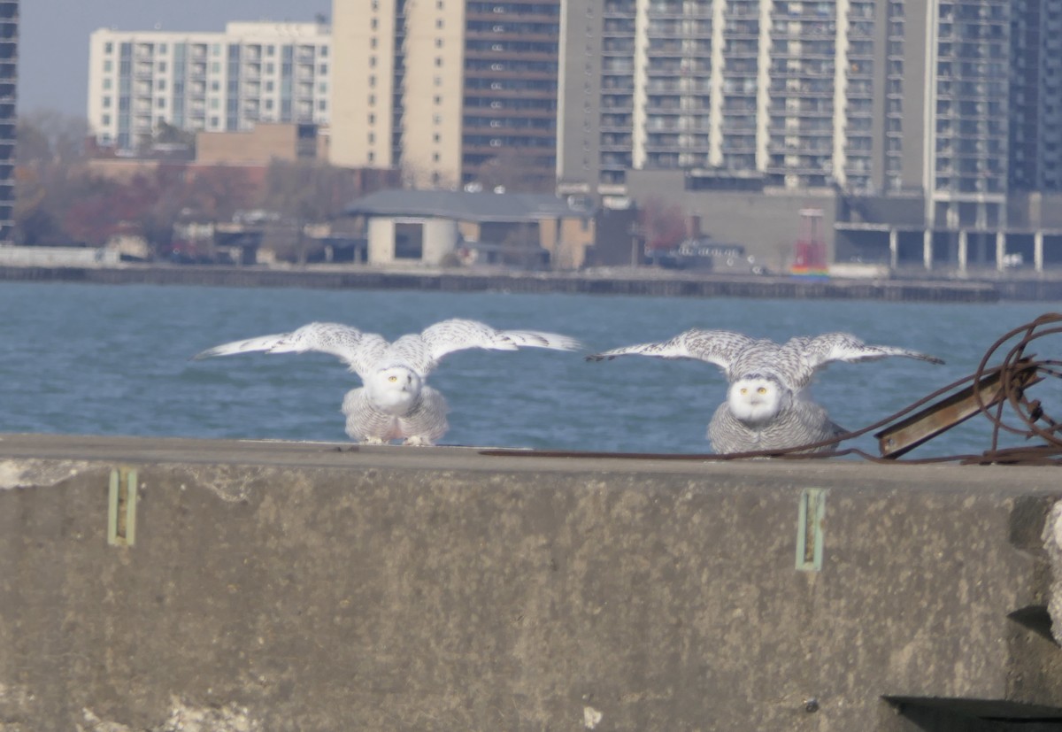 Snowy Owl - ML645693714