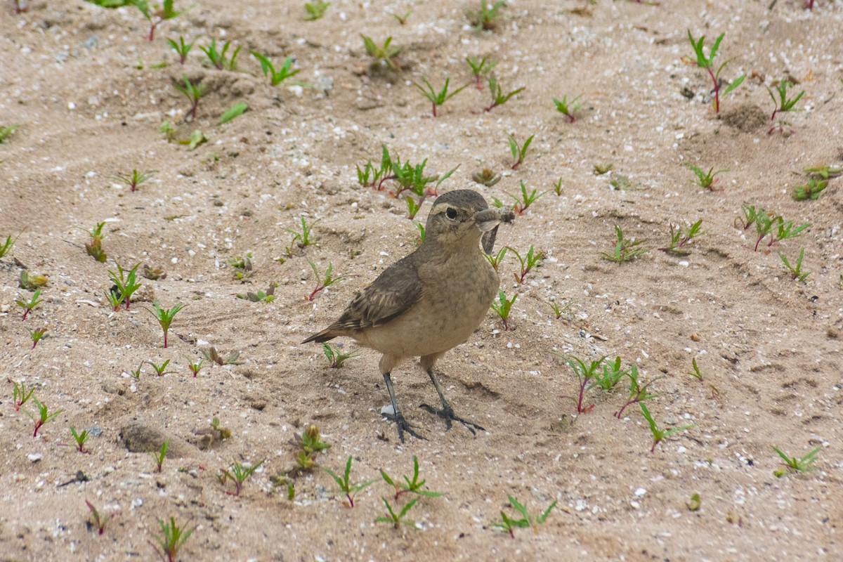 Rufous-banded Miner - ML645693715