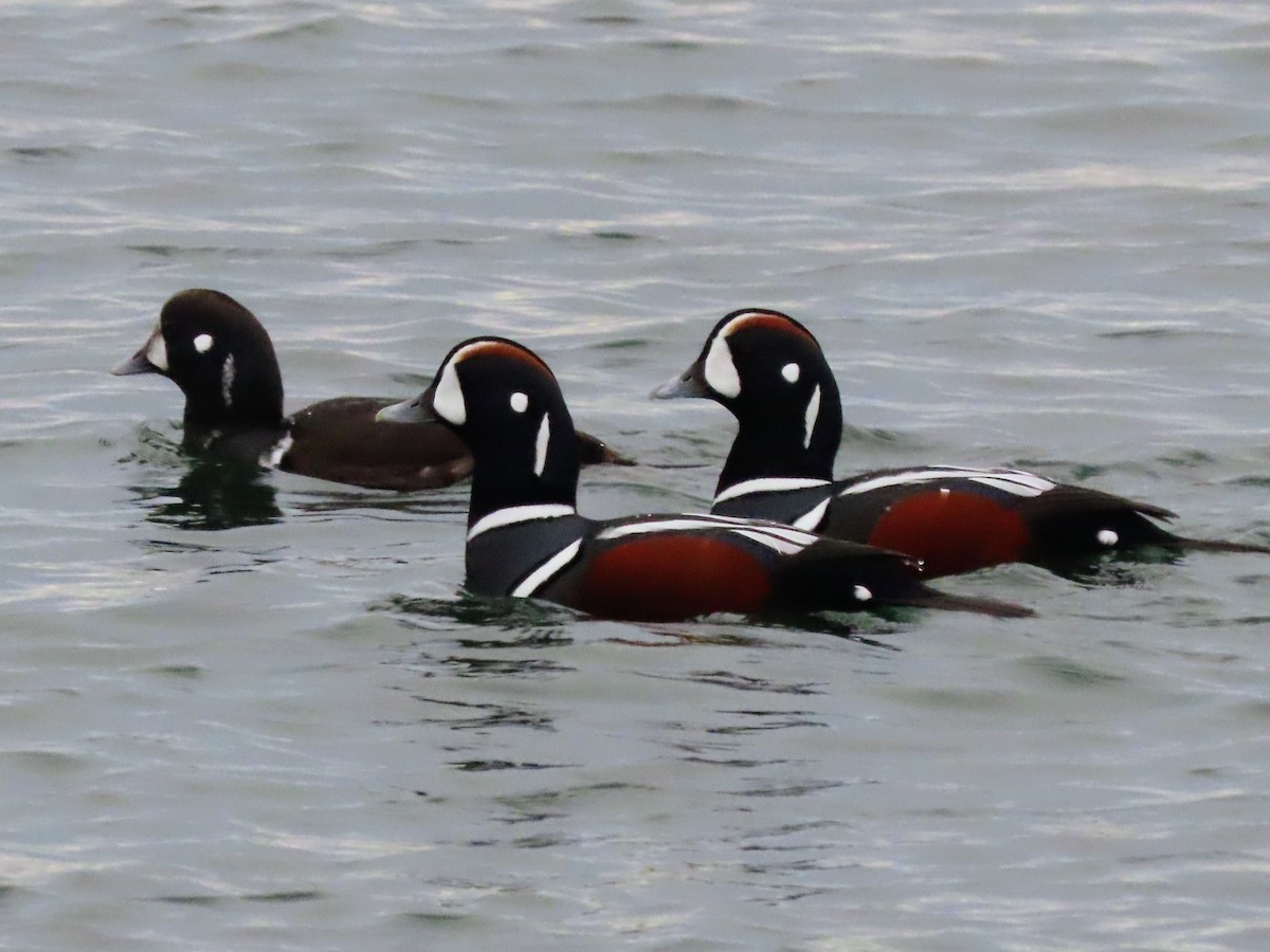 Harlequin Duck - ML645693724
