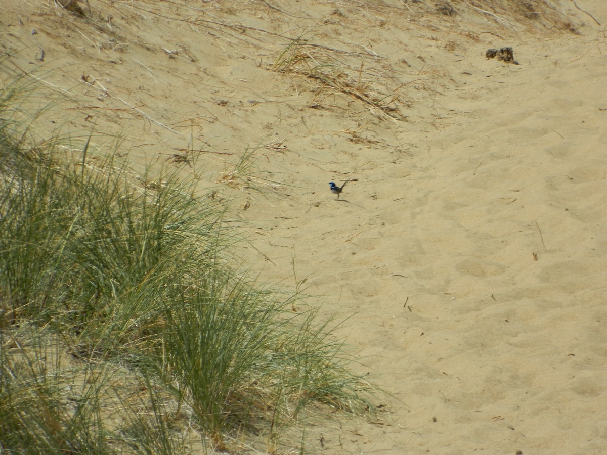 modropláštník nádherný - ML645693725