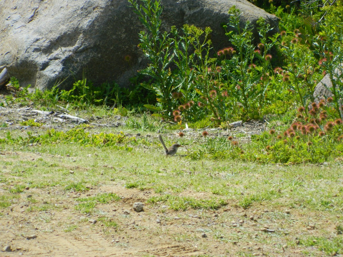 modropláštník nádherný - ML645693726