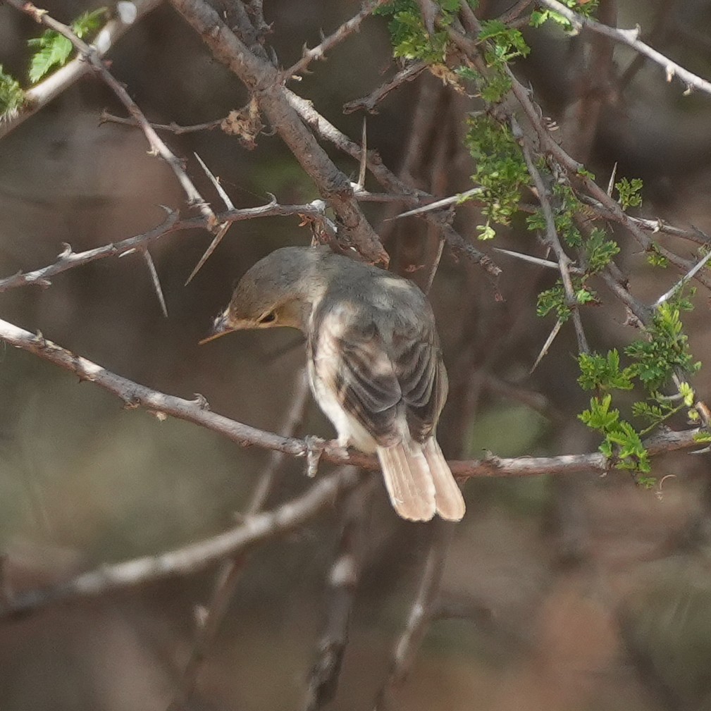 Eastern Olivaceous Warbler - ML645693731