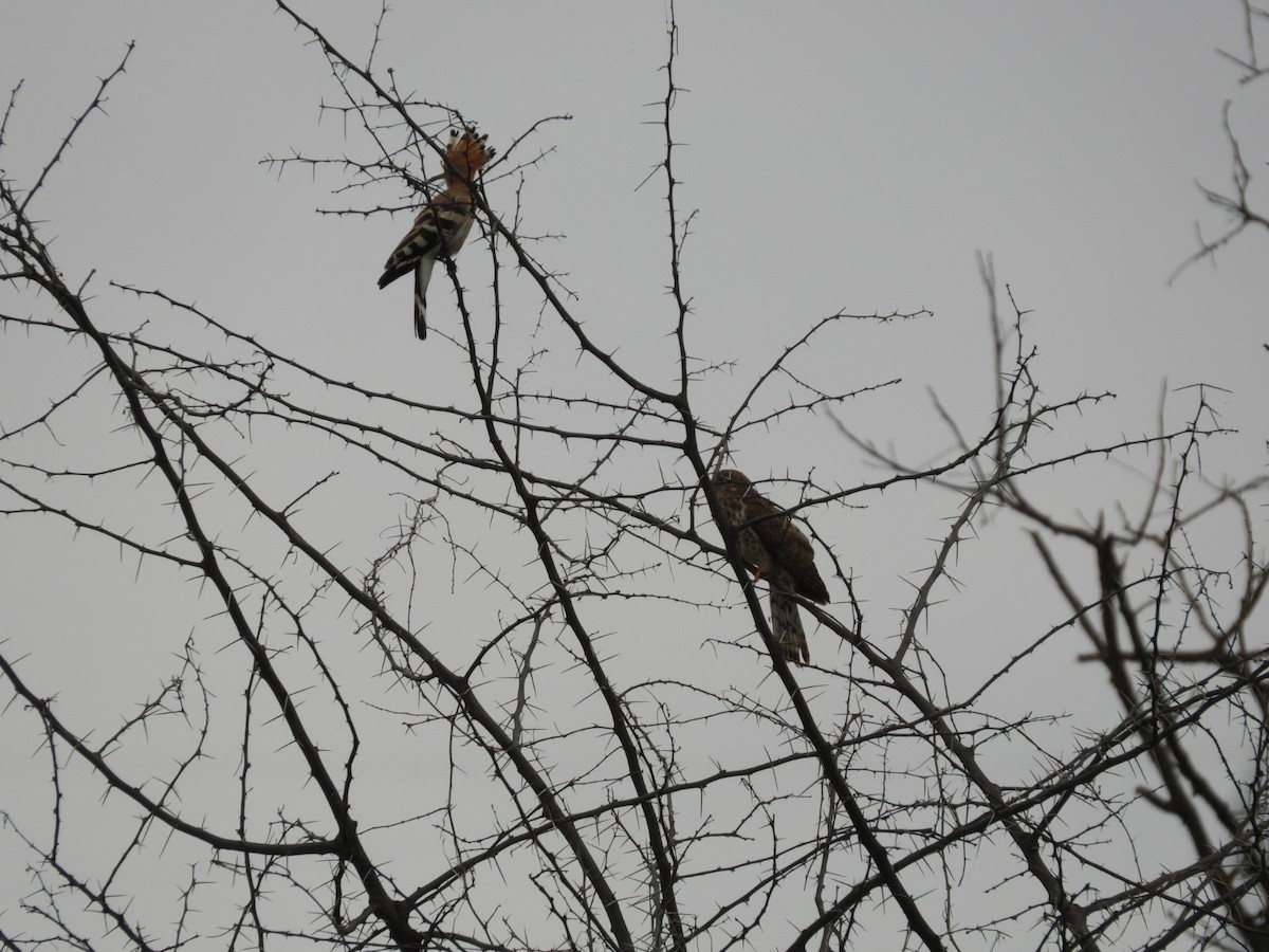 Common Hoopoe - ML645693738