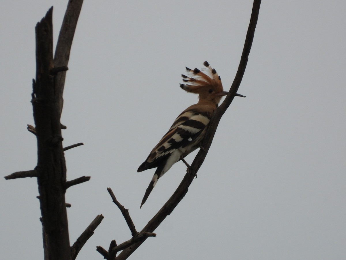Common Hoopoe - ML645693739