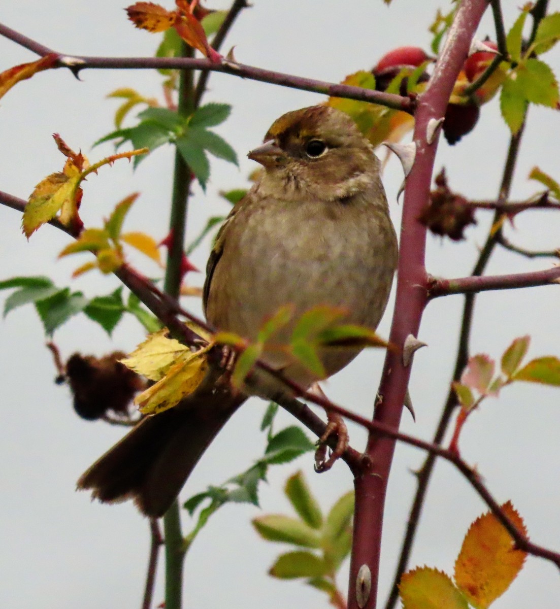Golden-crowned Sparrow - ML645693740