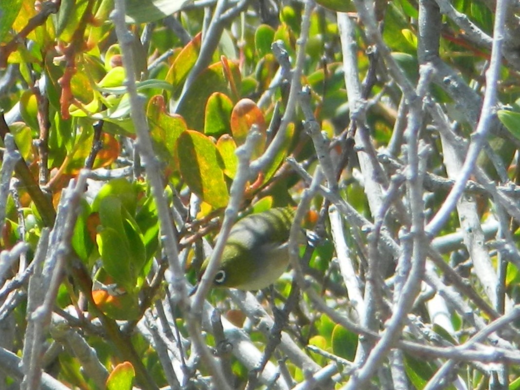 Silvereye - ML645693753