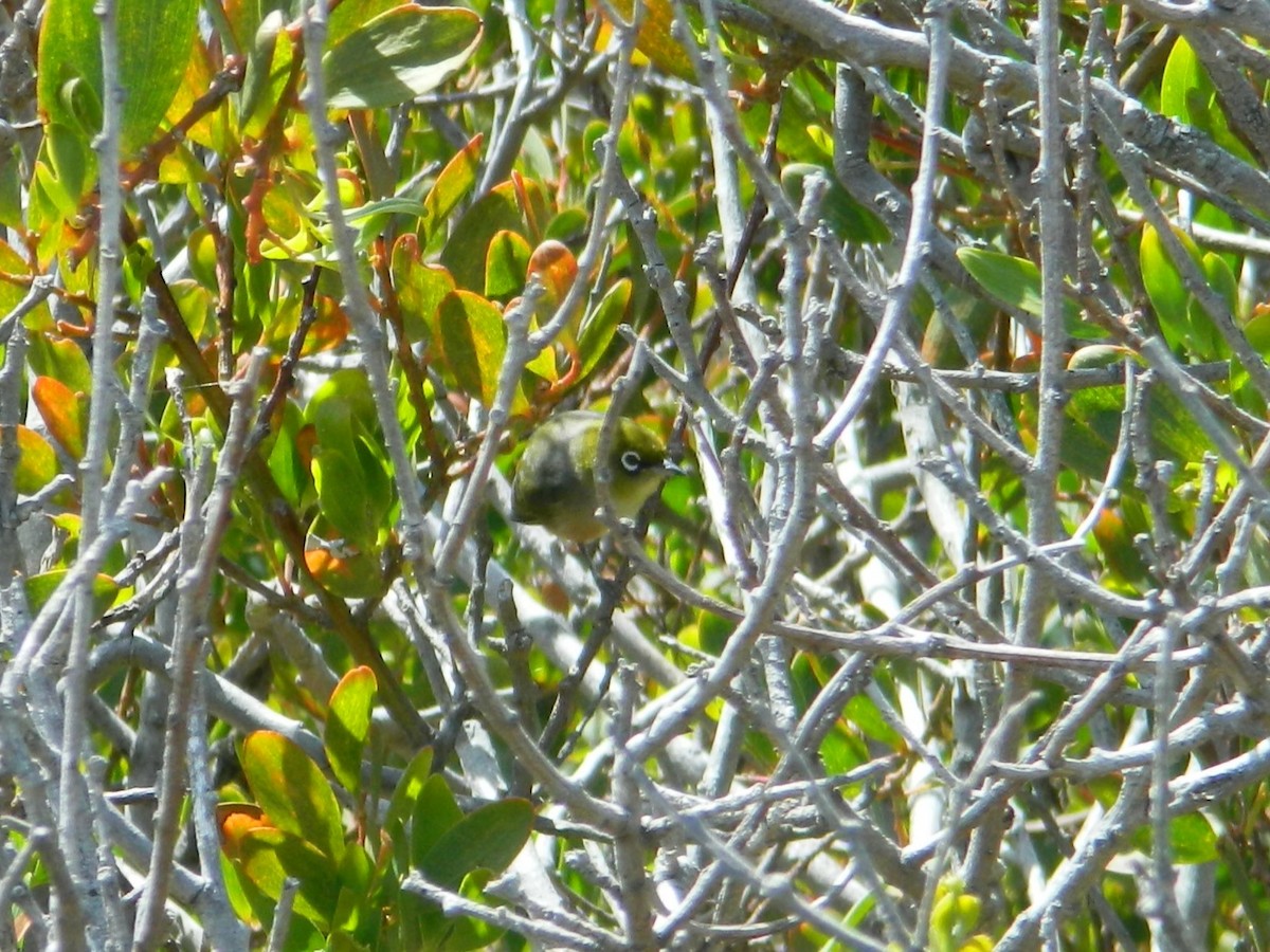 Silvereye - ML645693754