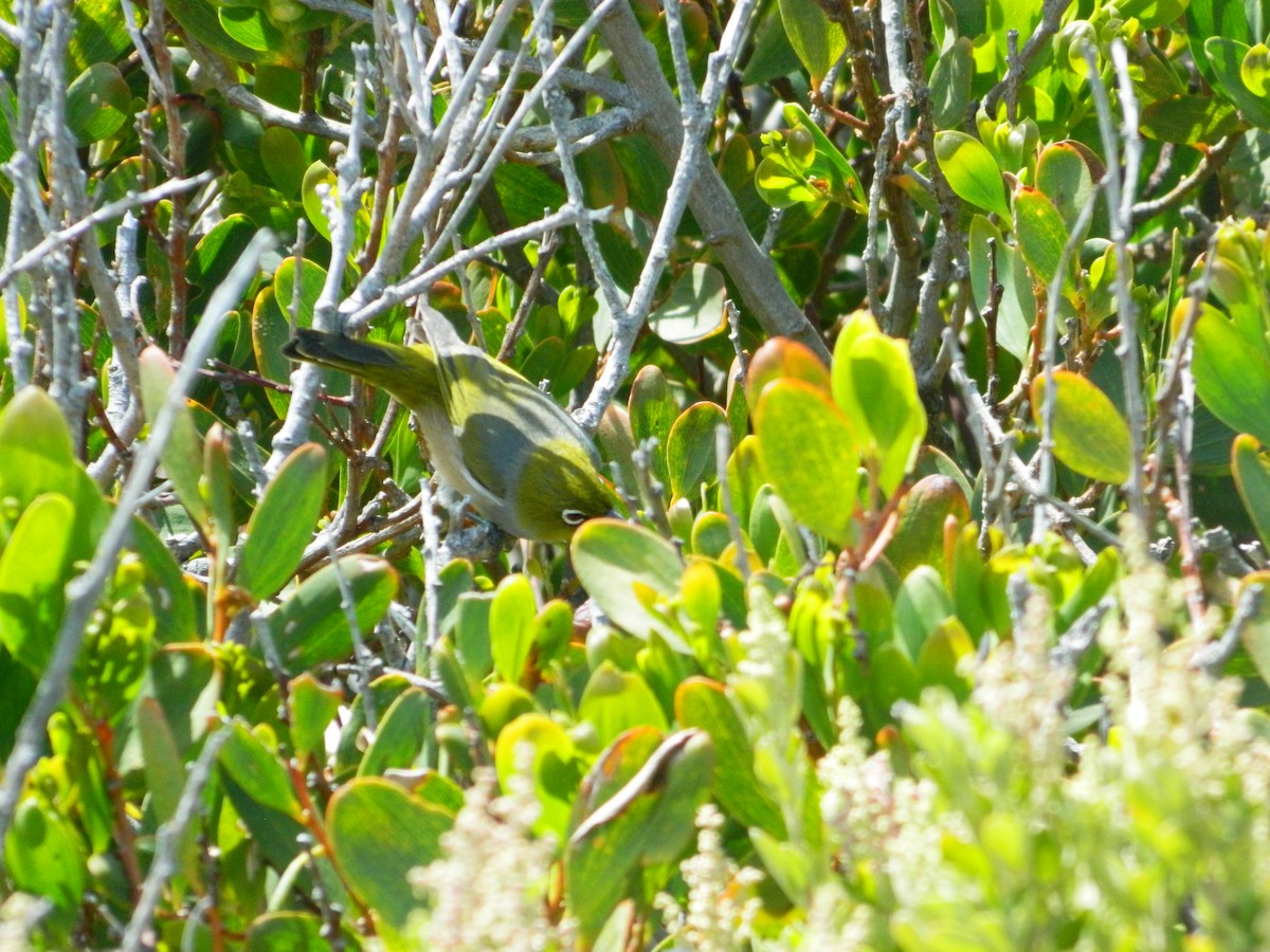 Silvereye - ML645693755