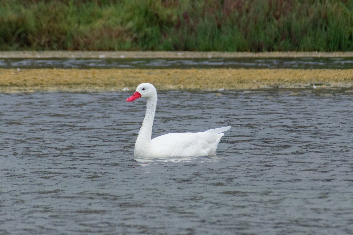 Coscoroba Swan - ML645693760
