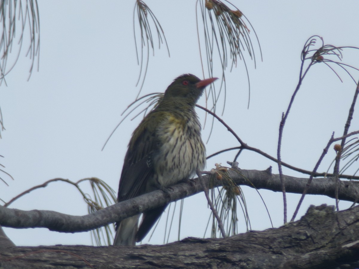 Olive-backed Oriole - ML645693764