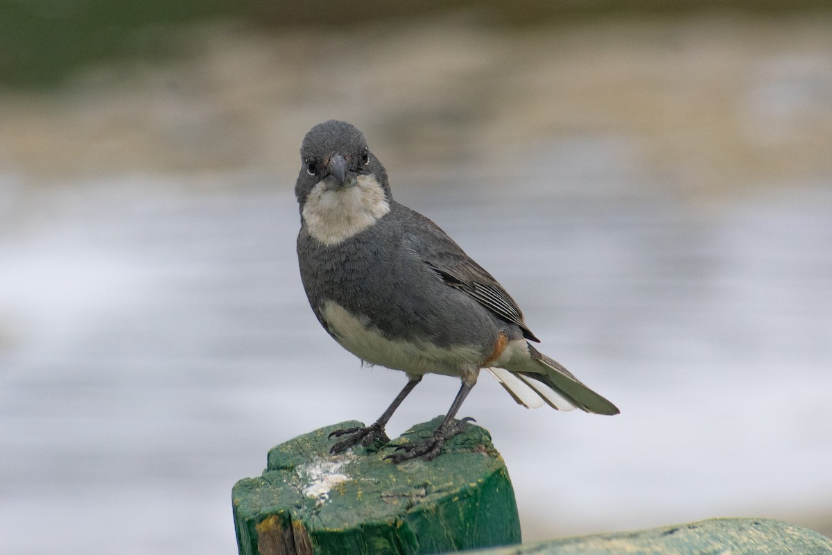 Diuca Finch - ML645693766