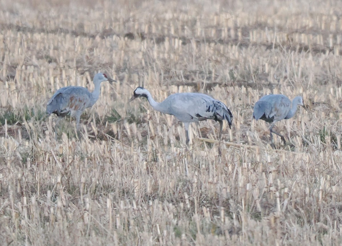 jeřáb popelavý - ML645693776