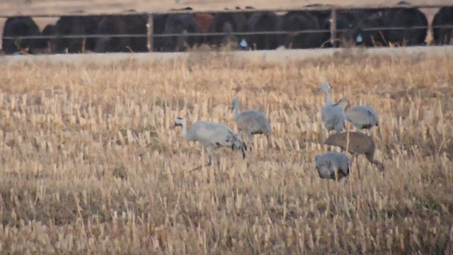 Common Crane - ML645693783