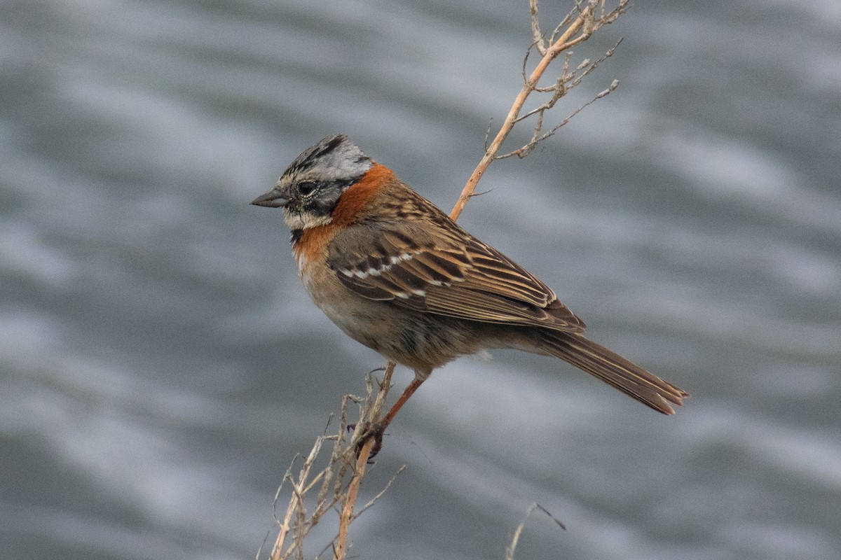 Rufous-collared Sparrow - ML645693786