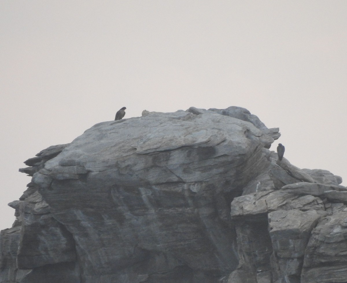 遊隼 - ML645693790