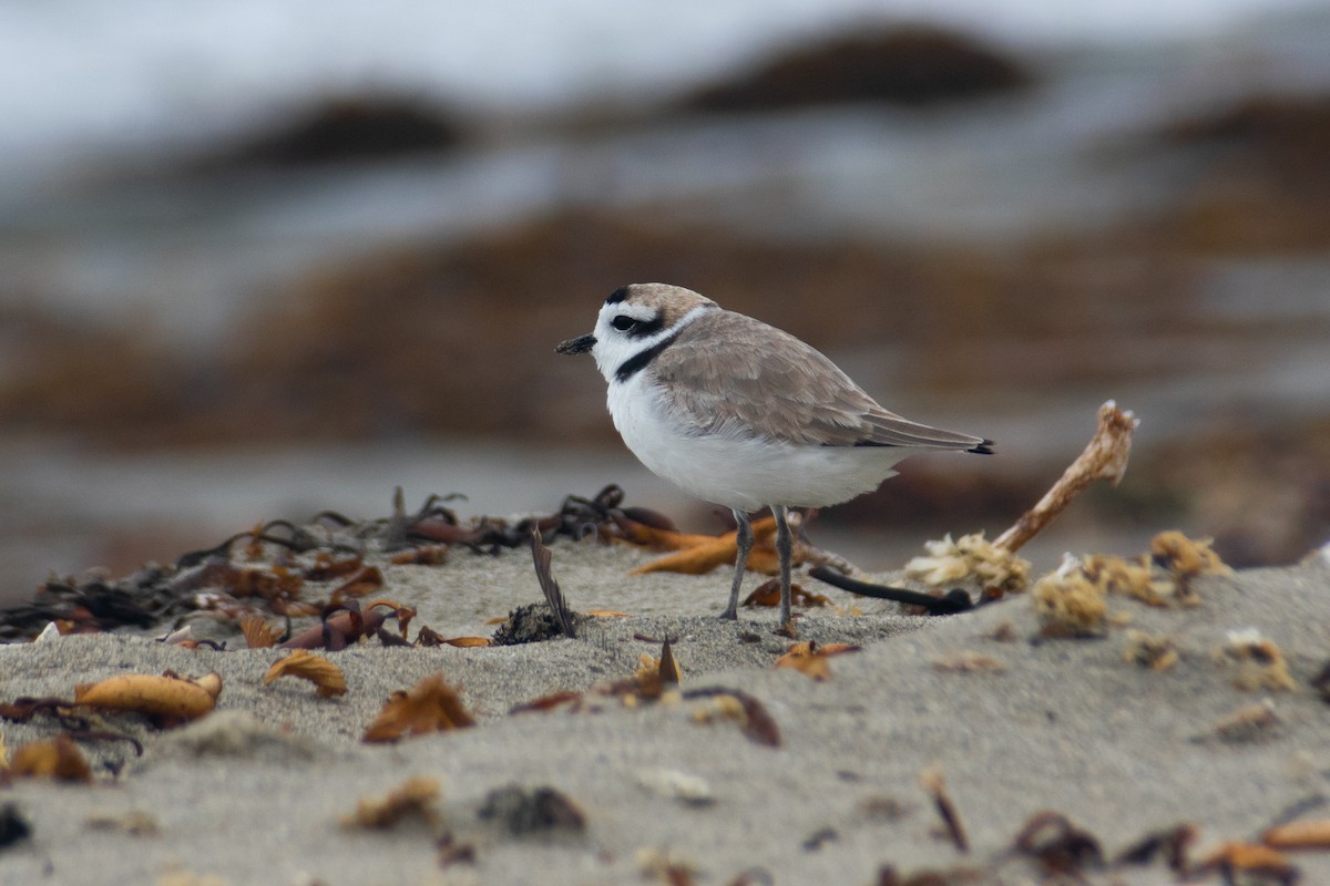 Snowy Plover - ML645693794