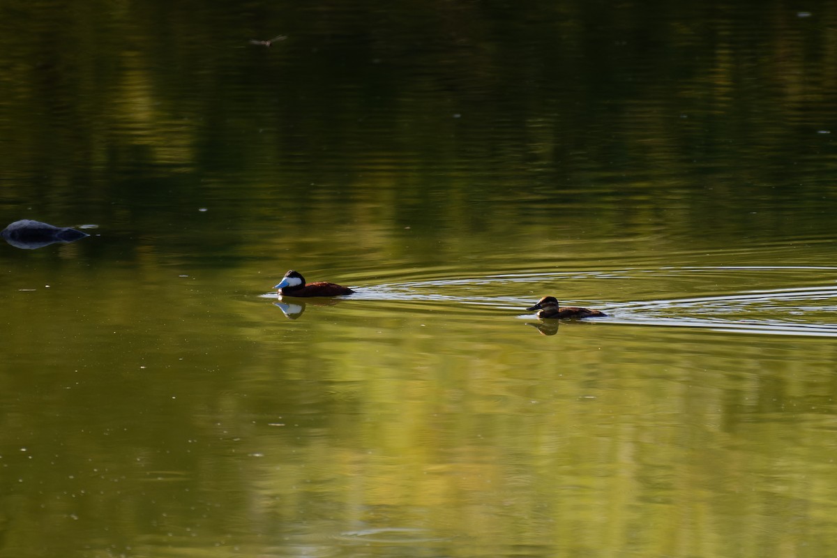 kobberand - ML645693795