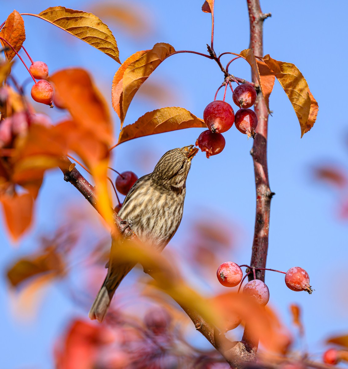 Roselin familier - ML645693800