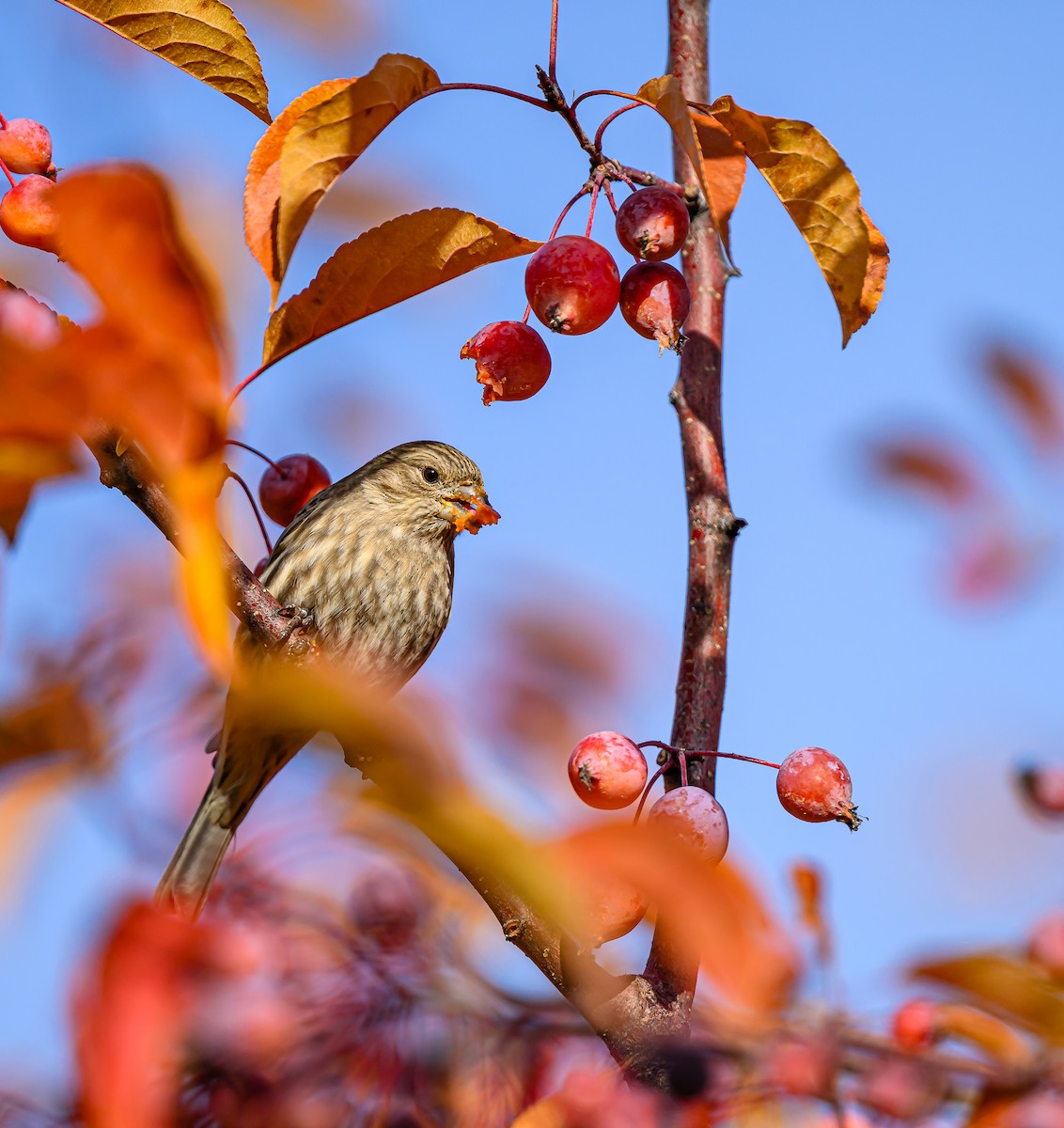 Roselin familier - ML645693801