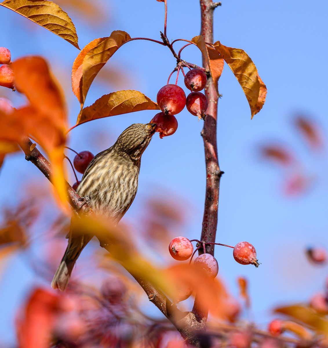 Roselin familier - ML645693802