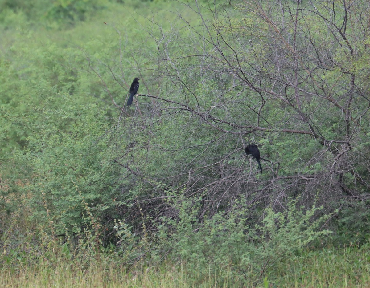 glattnebbani - ML645693803