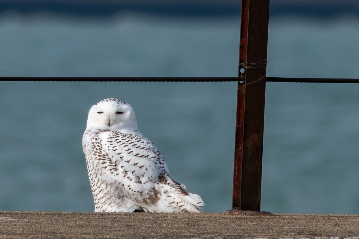 Snowy Owl - ML645693804