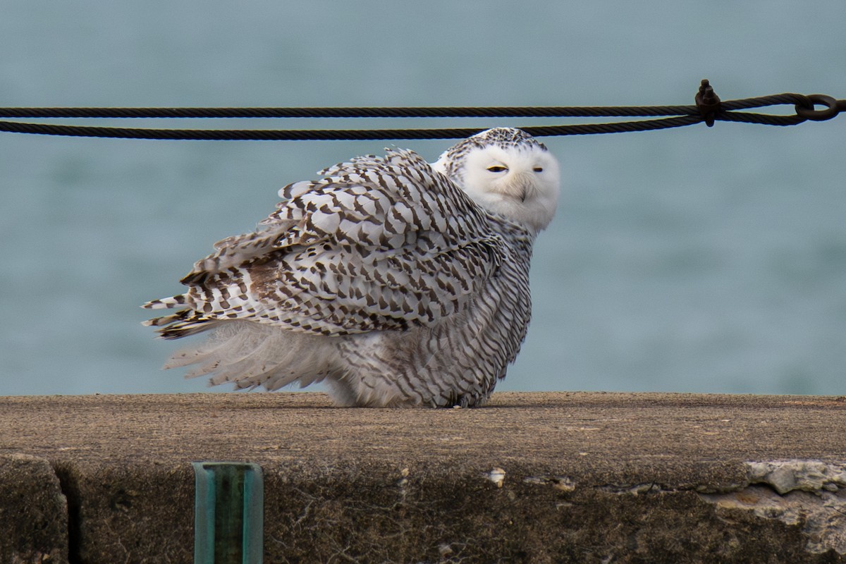 Snowy Owl - ML645693805