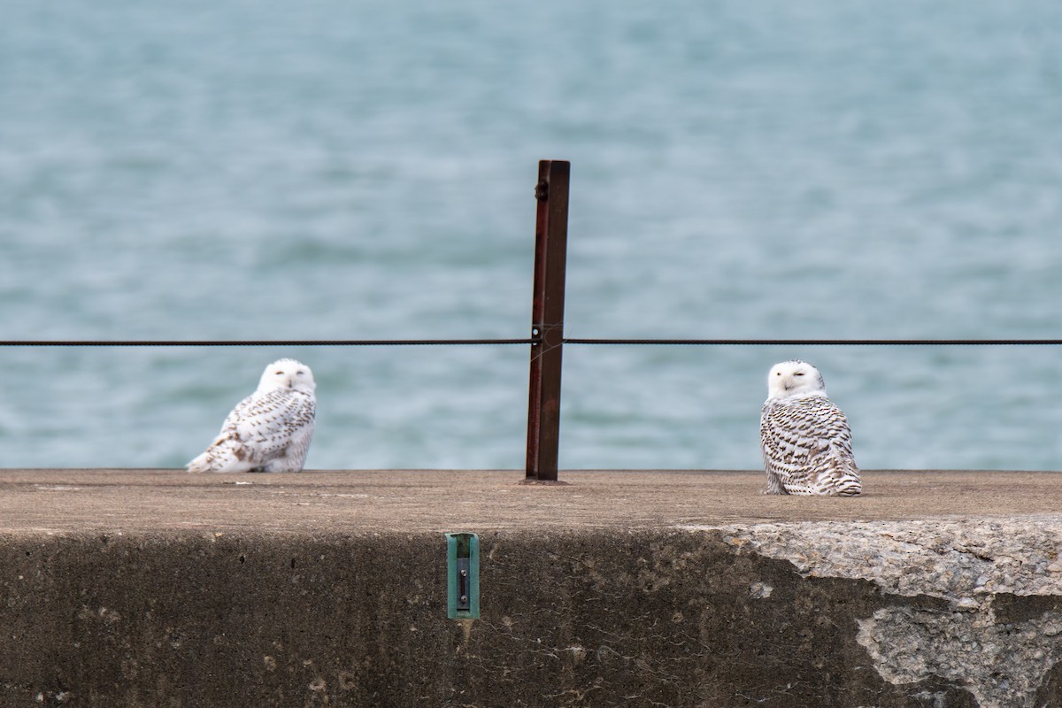 Snowy Owl - ML645693806
