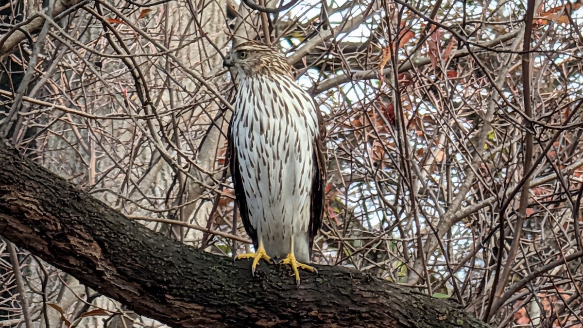 Cooper's Hawk - ML645693807