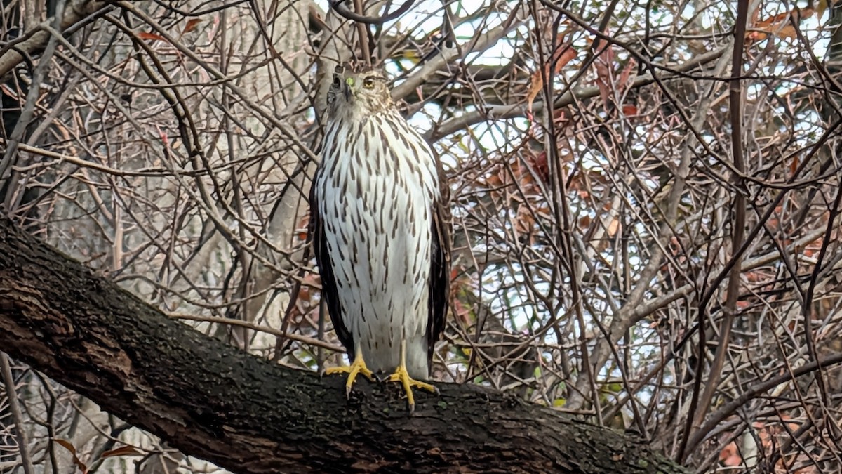 Cooper's Hawk - ML645693808