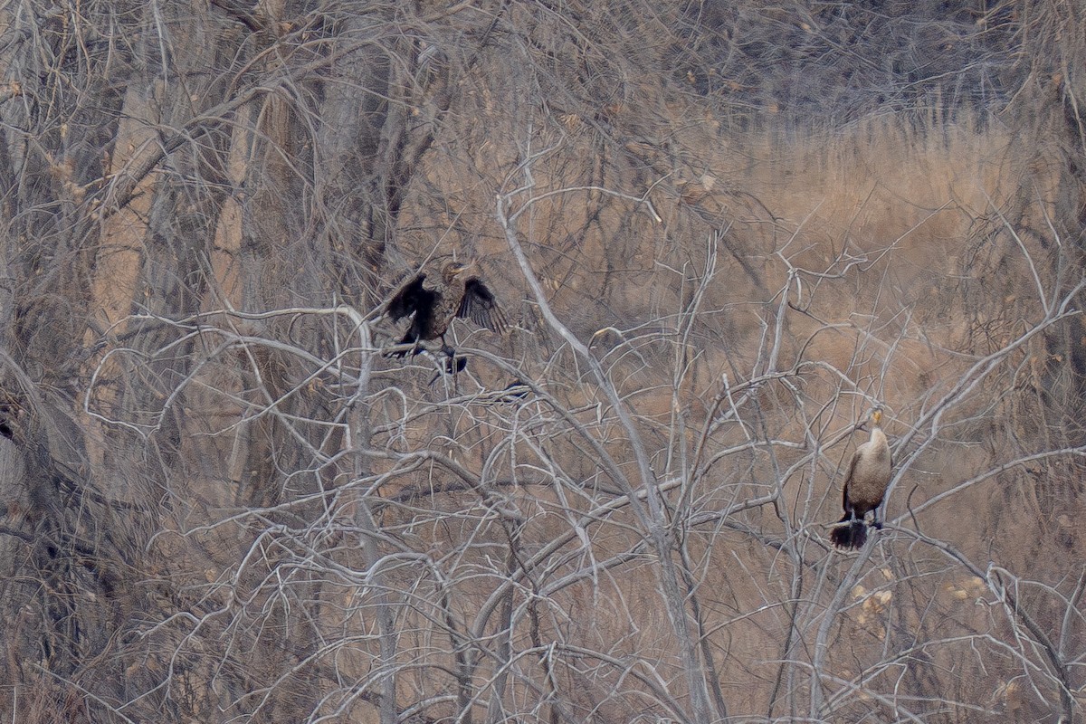 Neotropic Cormorant - ML645693810