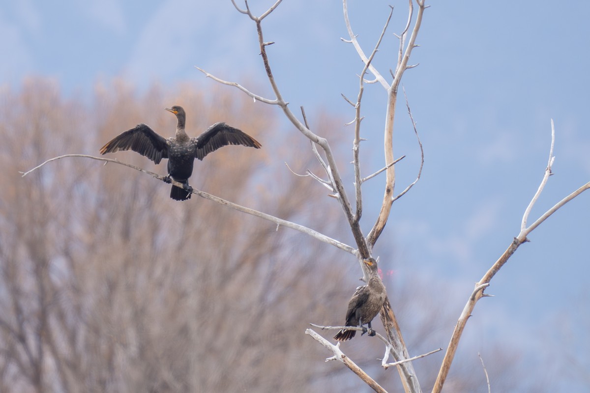Double-crested Cormorant - ML645693811