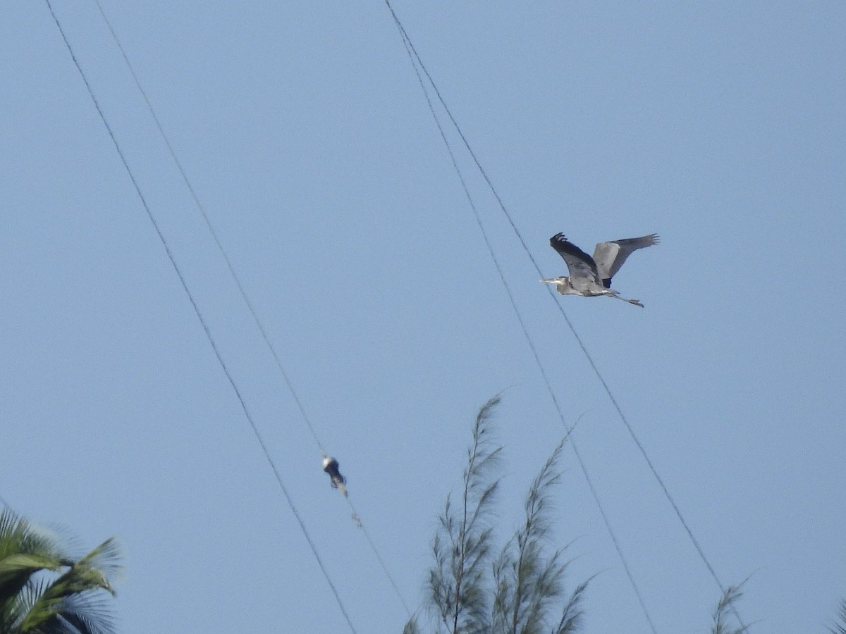 Great Blue Heron - ML645693812