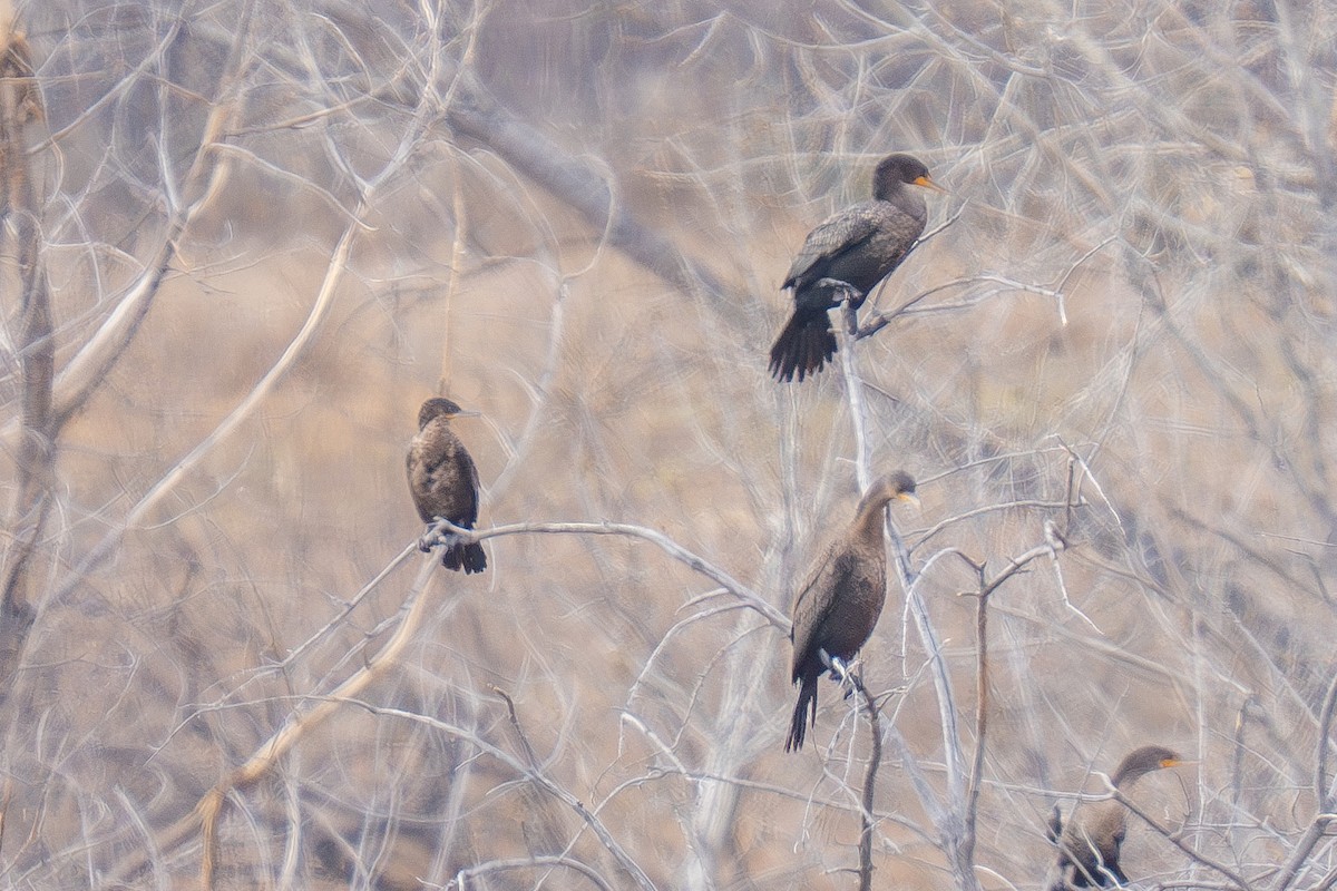 Neotropic Cormorant - ML645693814