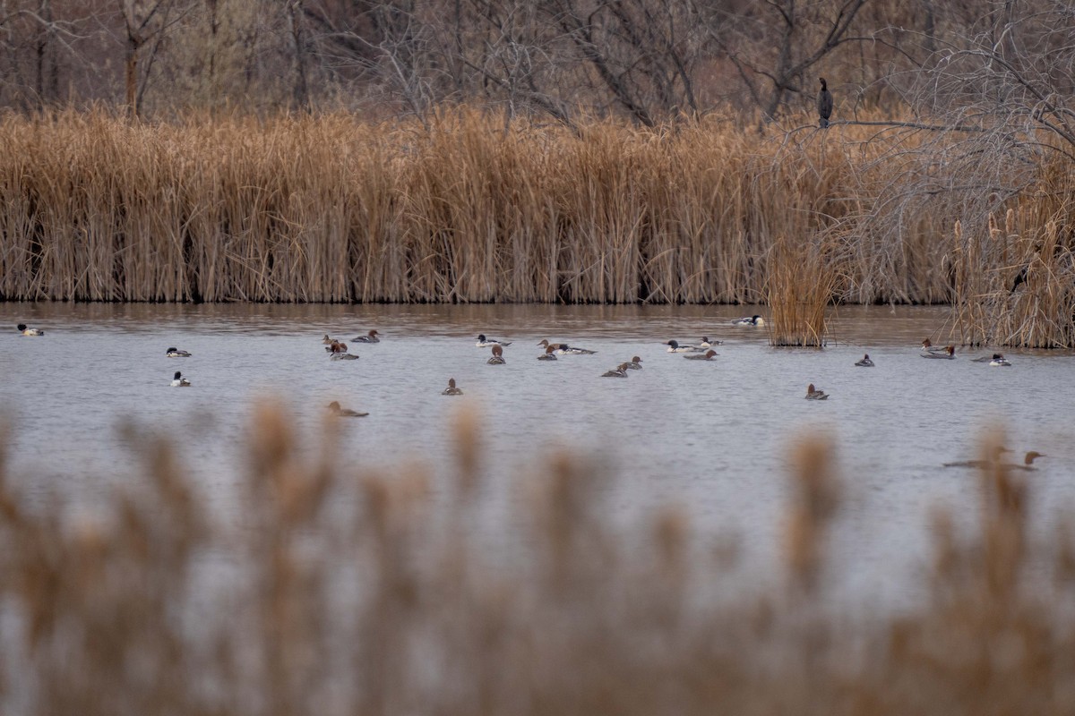 Common Merganser - ML645693819
