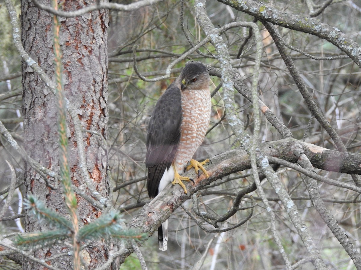 クーパーハイタカ - ML645693820