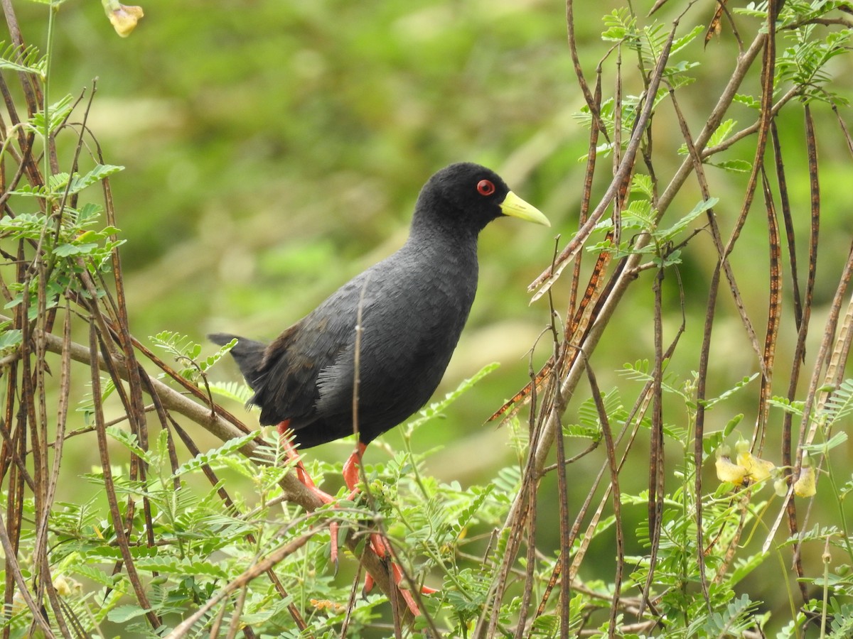 Black Crake - ML645693826