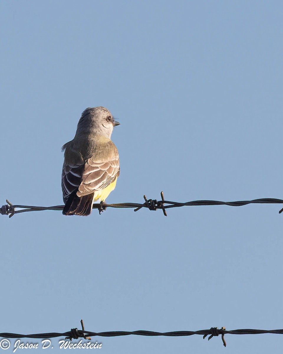 Western Kingbird - ML645693827