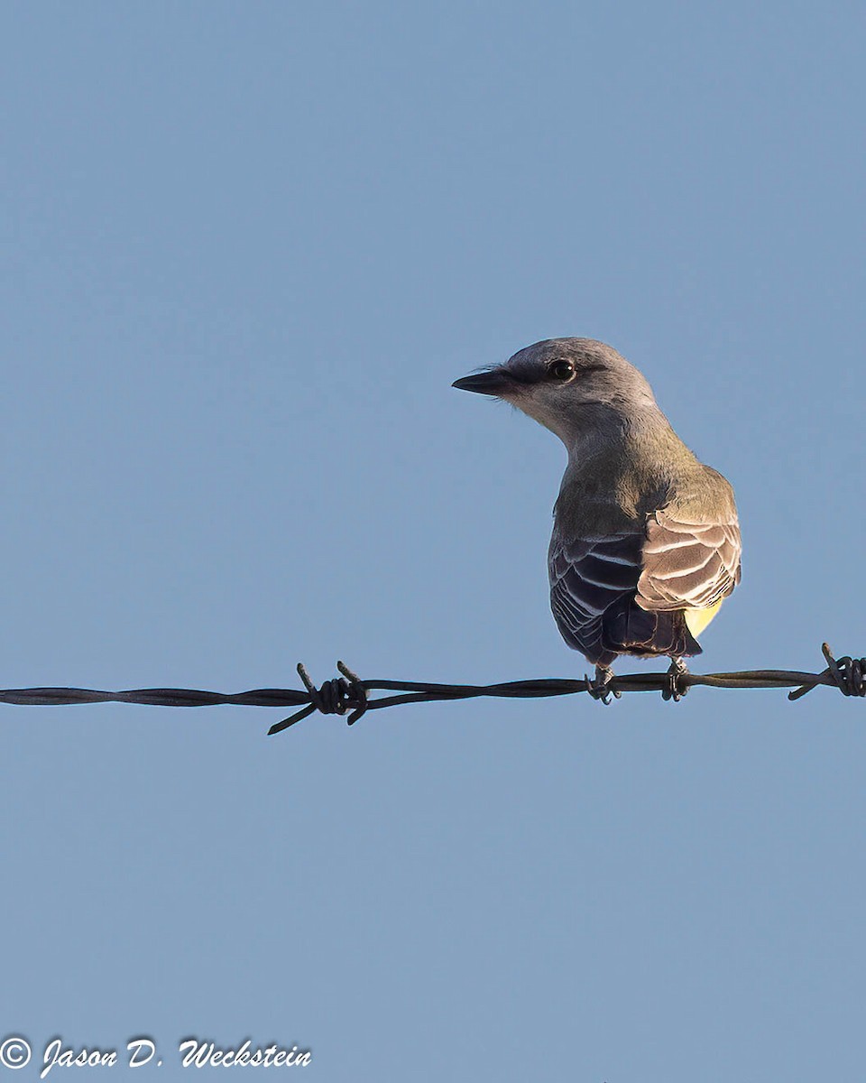 Western Kingbird - ML645693828