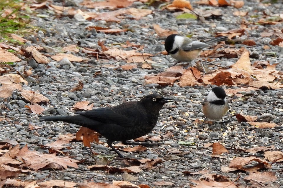 Black-capped Chickadee - ML645693836