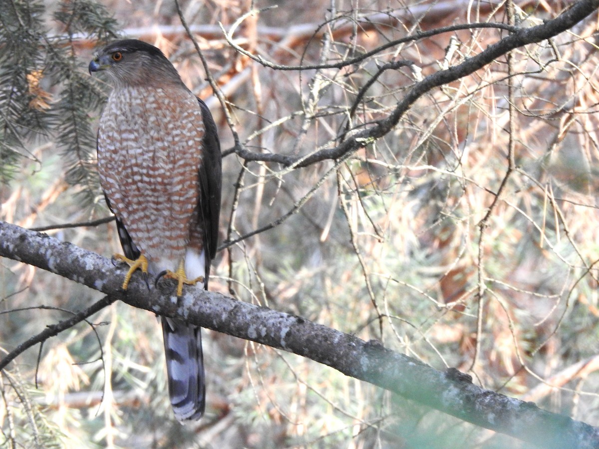 クーパーハイタカ - ML645693837