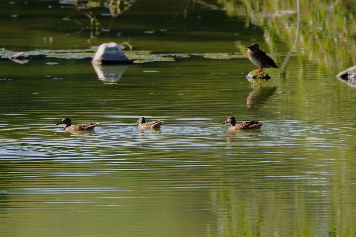 Cinnamon Teal - ML645693852