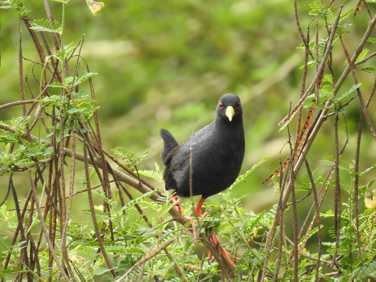 Black Crake - ML645693853