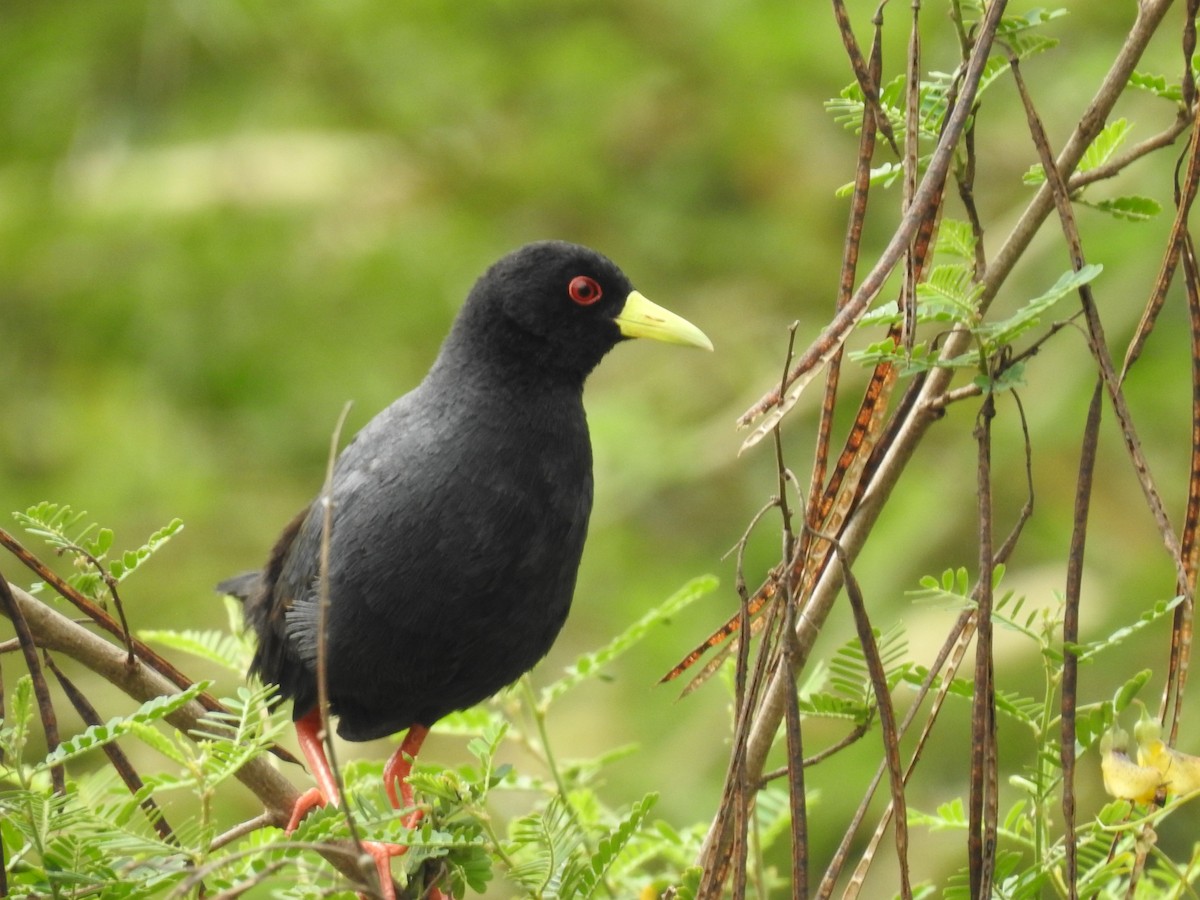 Black Crake - ML645693858