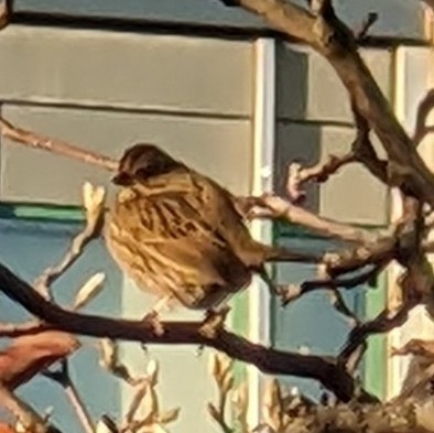 Song Sparrow - ML645693864