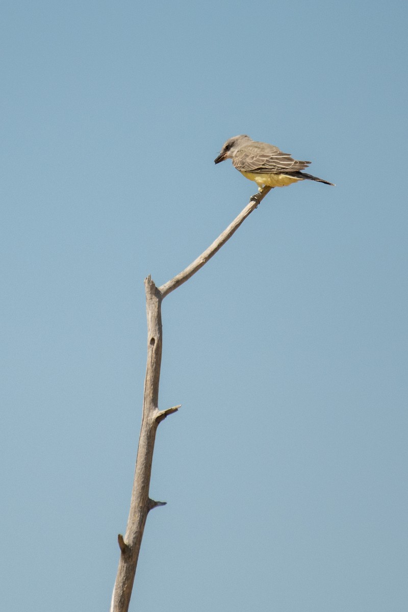 Western Kingbird - ML645693865