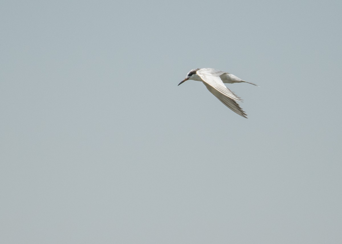 Forster's Tern - ML645693871