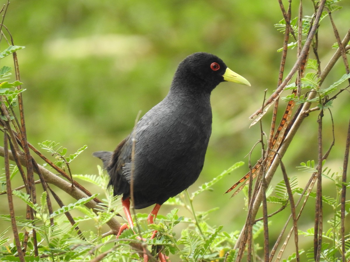 Black Crake - ML645693874