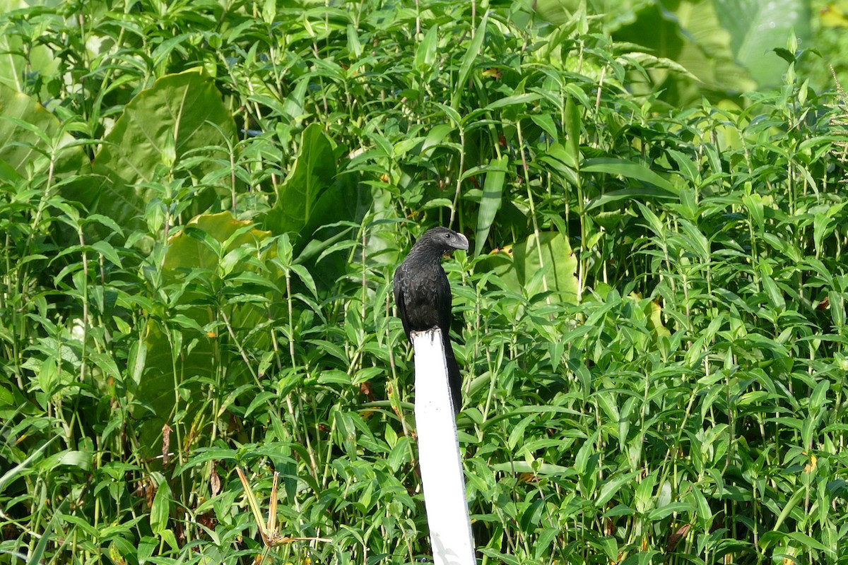 glattnebbani - ML645693888